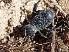 Cryptoglossa muricata