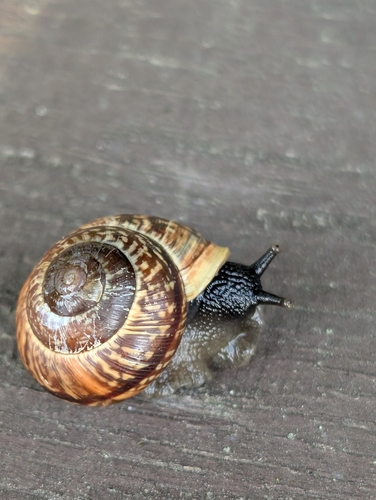 Copse Snail