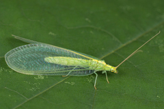 Nineta vittata
