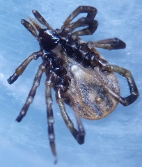 Ixodes frontalis