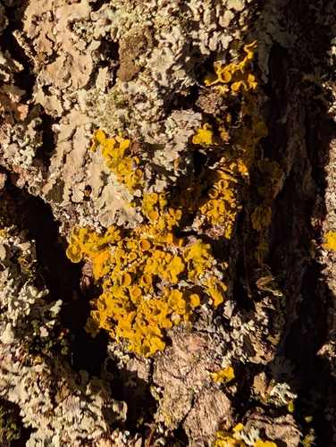 Common Sunburst Lichen