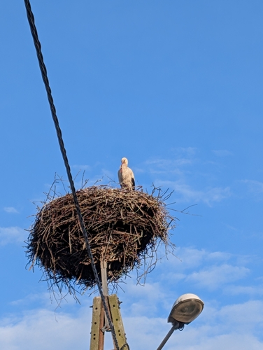 White Stork