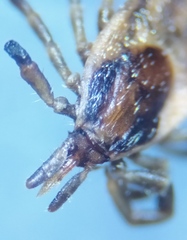 Ixodes frontalis