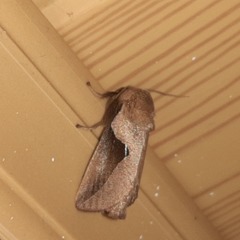 Prolimacodes triangulifera