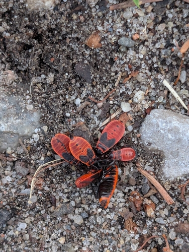 European Firebug