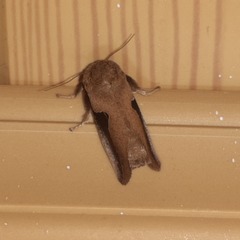 Prolimacodes triangulifera