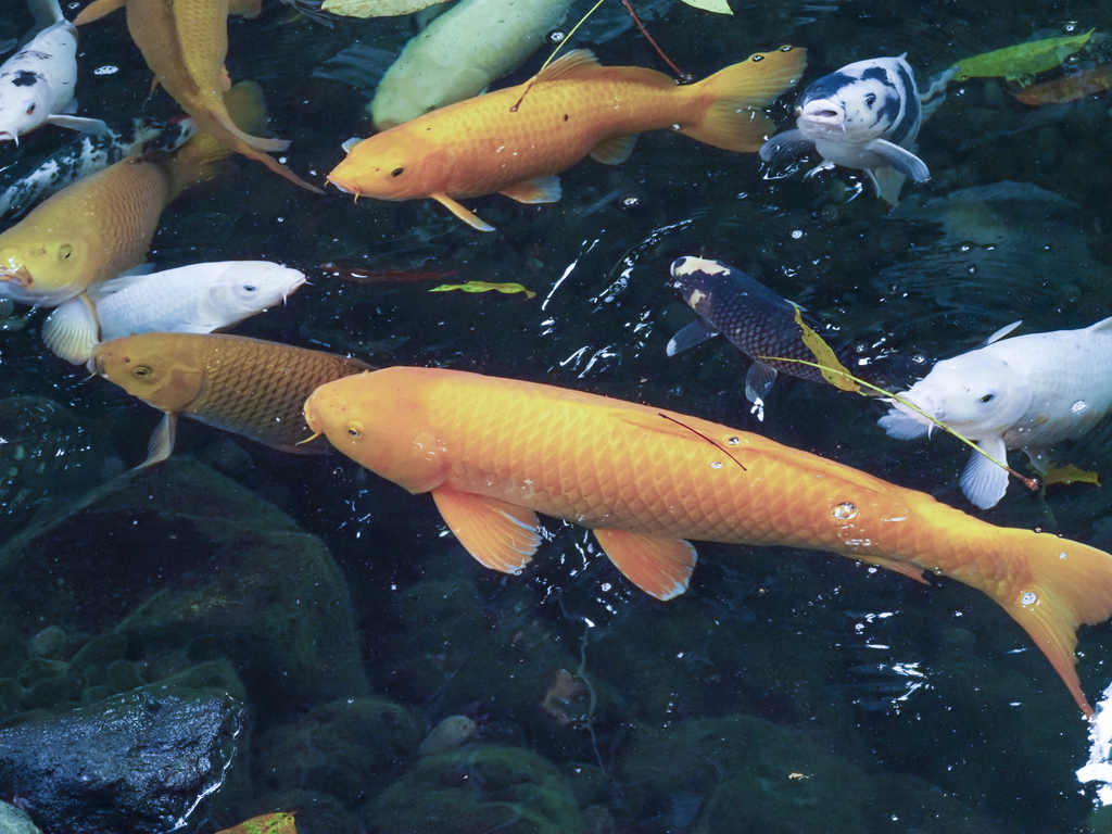 Amur Carp (Cyprinus rubrofuscus)