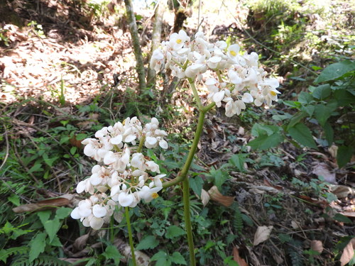 Image of Begonia nelumbiifolia by (c) Alexis López Hernández, some rights reserved (CC BY)