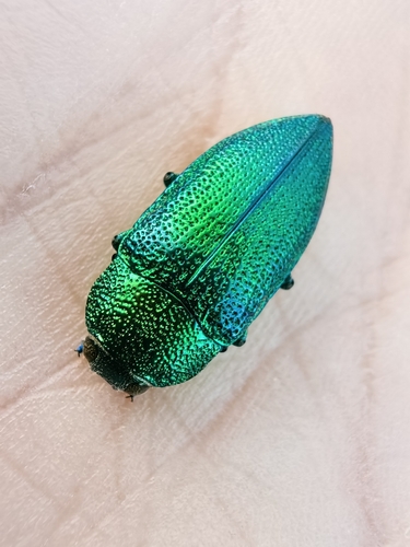 Perotis unicolor