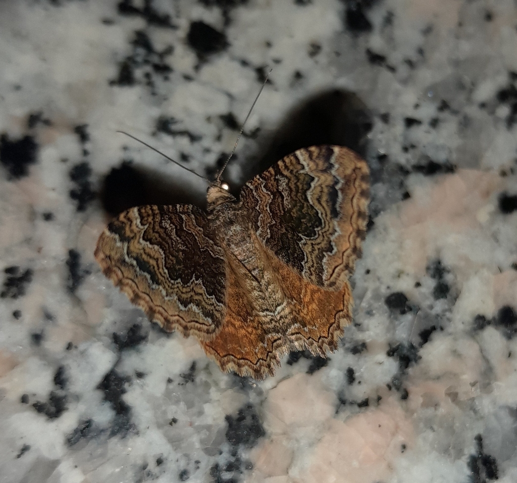 Camptogramma bistrigata
