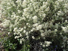 Lepidium fremontii