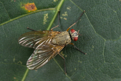 Helina depuncta