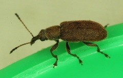 Cimberis decipiens