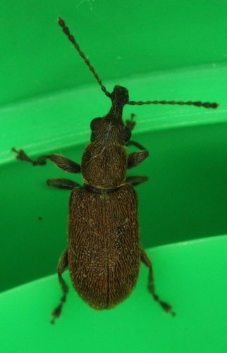 Deceiving Pine Flower Weevil