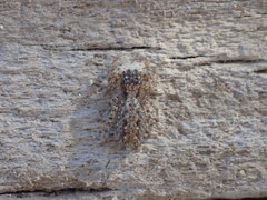 Platycryptus arizonensis