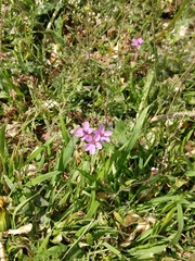 Erodium cicutarium