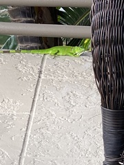 Iguana iguana