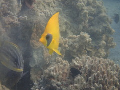 Chaetodon semilarvatus