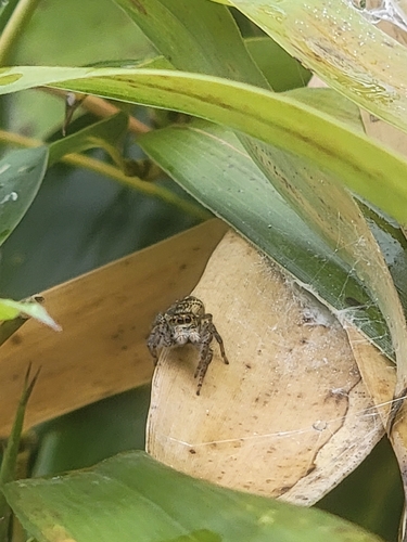 Carrhotus xanthogramma