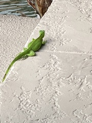 Iguana iguana