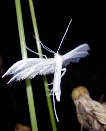 White Plume Moth