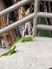 Iguana iguana