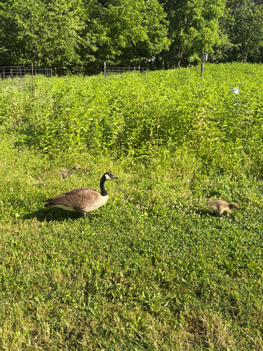 Canada Goose