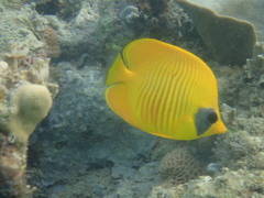 Chaetodon semilarvatus
