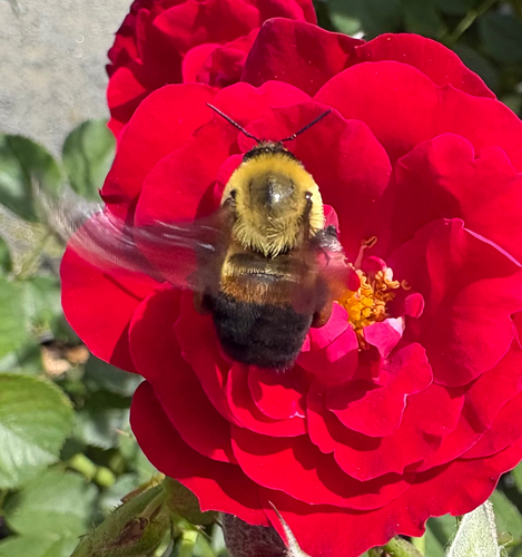 Braunband-Hummel
