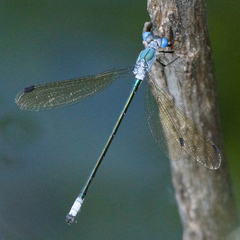 Lestes eurinus