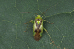 Neolygus viridis