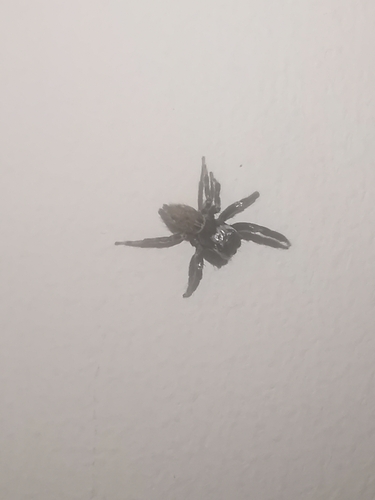 Mediterranean white-banded spider