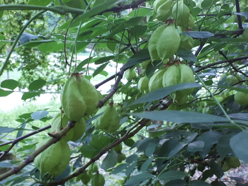 European bladdernut