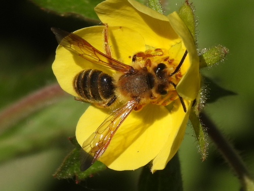 Prunus Miner Bee photo 4