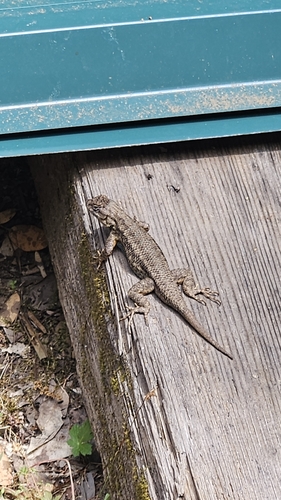 iNaturalist observation photo of Western Fence Lizard