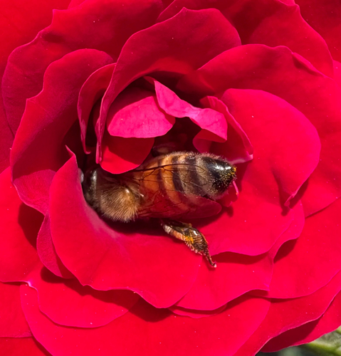Abeja