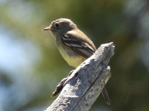 American Dusky Flycatcher (Empidonax oberholseri), photo 5