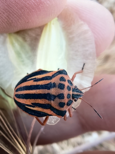 Semipunctated Shield Bug