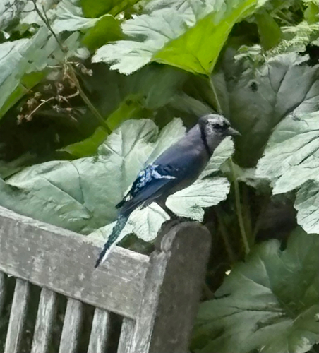 Arrendajo Azul