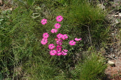 Dianthus pavonius