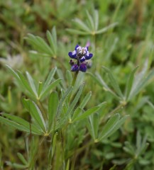 Lupinus bicolor microphyllus