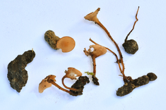 Sclerotinia sclerotiorum