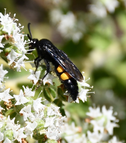 Scolia hirta