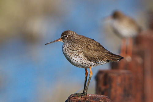 iNaturalist image