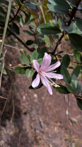 Bejaria aestuans, photograph 1