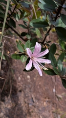 Bejaria aestuans