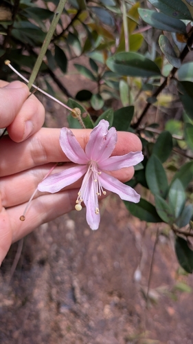 Bejaria aestuans, photograph 3
