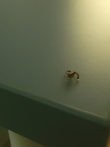 Beardfooted spider