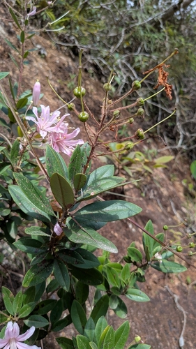 Bejaria aestuans, photograph 4