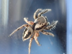 Habronattus formosus